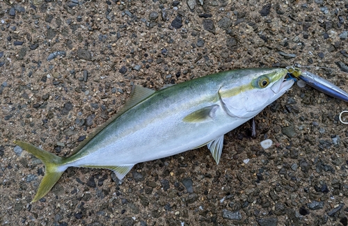 ヤズの釣果