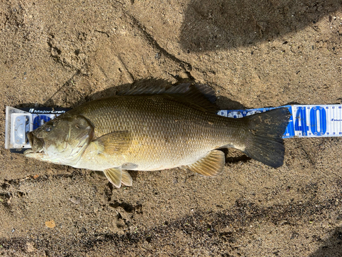 スモールマウスバスの釣果