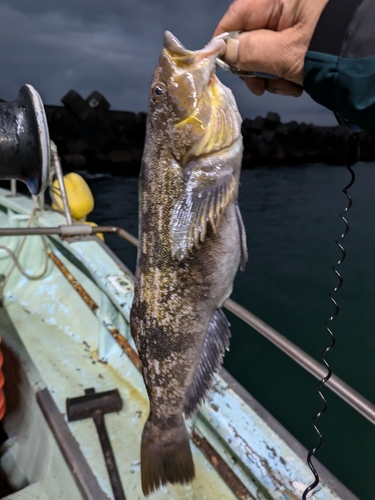 アブラコの釣果