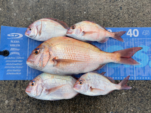 マダイの釣果