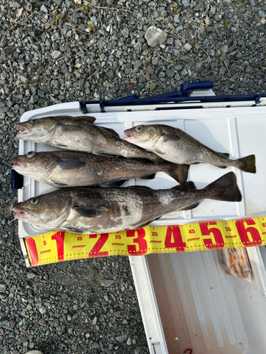 マダラの釣果