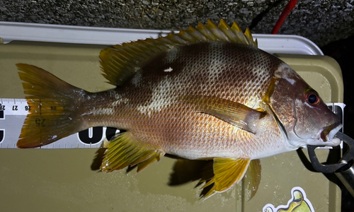 シブダイの釣果