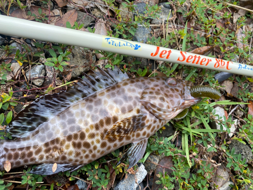 オオモンハタの釣果