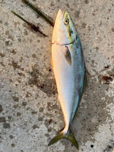 イナダの釣果