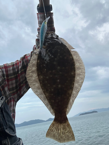 ヒラメの釣果