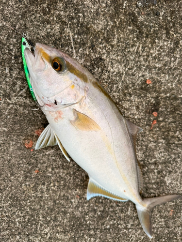 ショゴの釣果