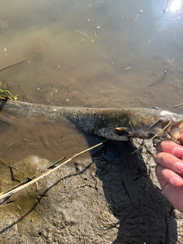 ナマズの釣果