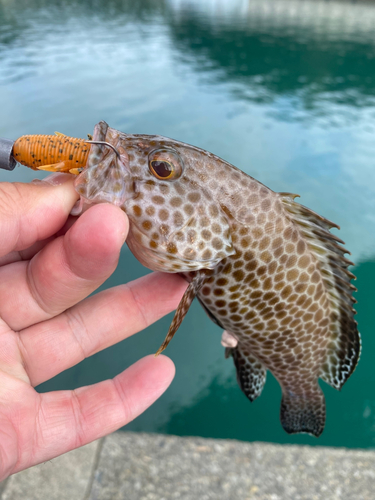 オオモンハタの釣果