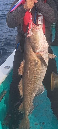 マダラの釣果