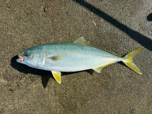 イナダの釣果