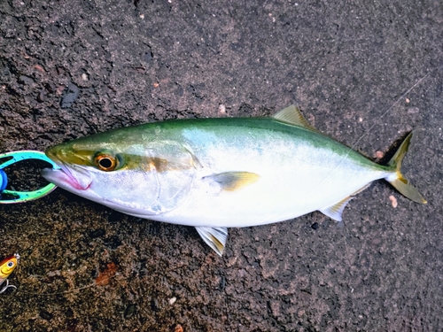 ツバスの釣果