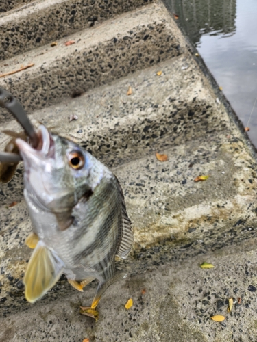 キビレの釣果