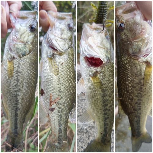 ブラックバスの釣果