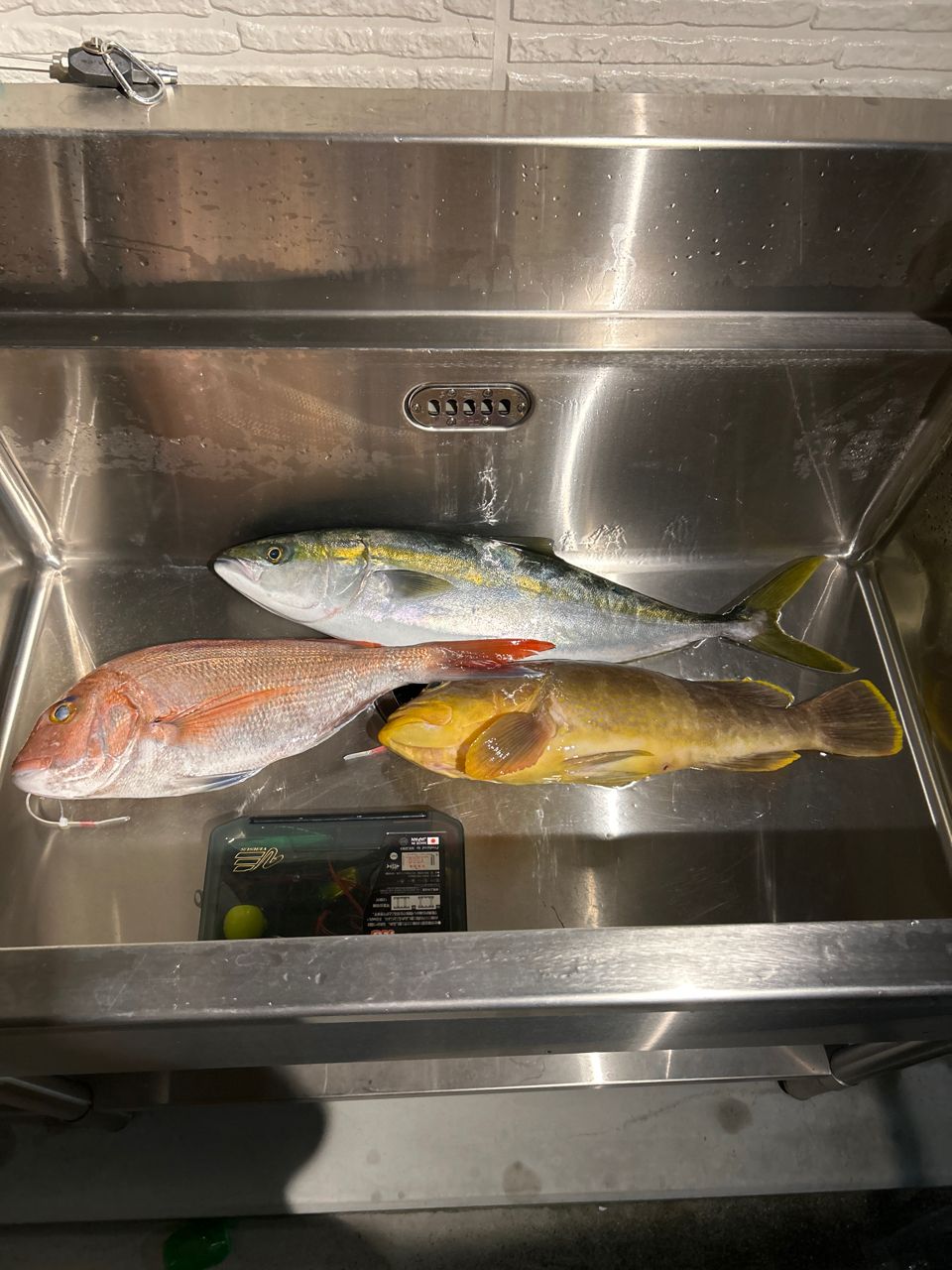 nepia8787さんの釣果 1枚目の画像