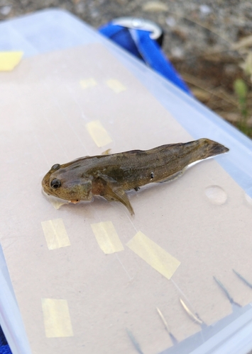 チチブの釣果