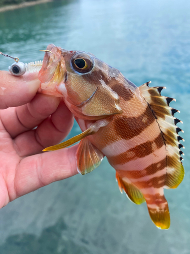 アカハタの釣果