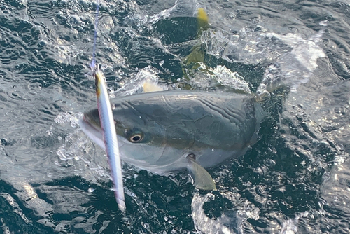 メジロの釣果