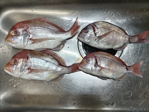 レンコダイの釣果