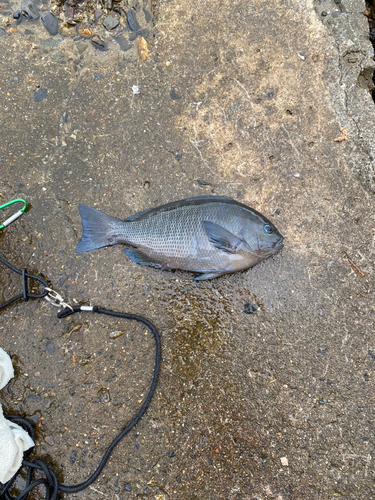 メジナの釣果