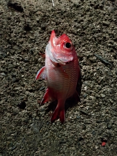 アカマツカサの釣果