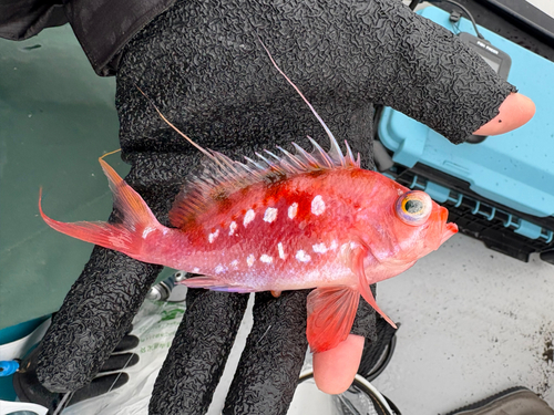 サクラダイの釣果