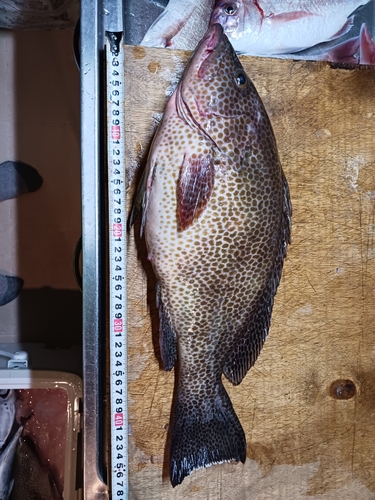 オオモンハタの釣果