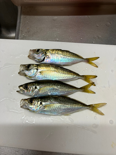 アジの釣果