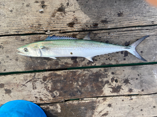 サゴシの釣果