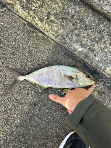 ショゴの釣果