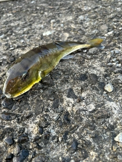 シロサバフグの釣果