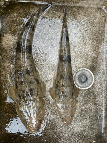 マゴチの釣果