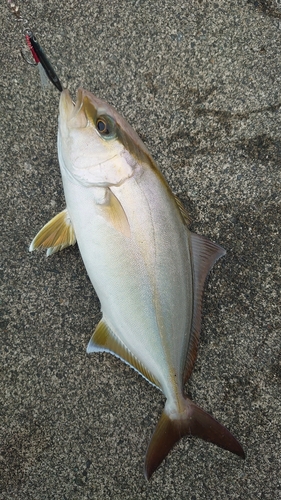 ショゴの釣果