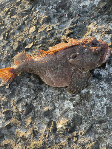 トウベツカジカの釣果