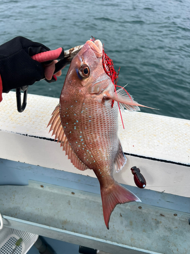 マダイの釣果