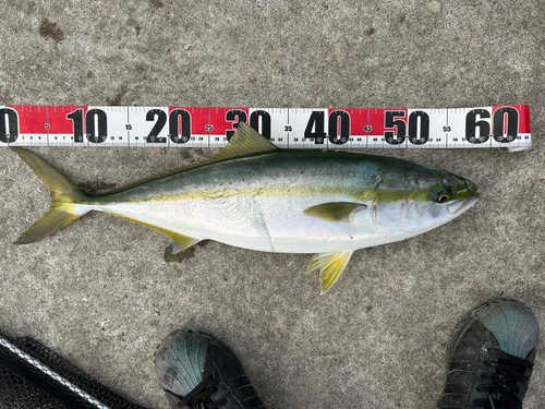 ハマチの釣果