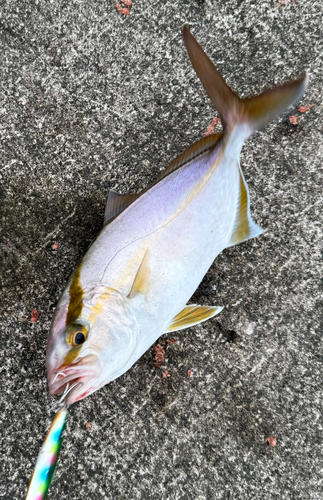 ショゴの釣果