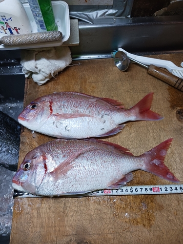 チダイの釣果