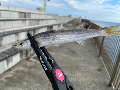 カマスの釣果