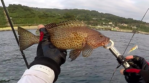 オオモンハタの釣果