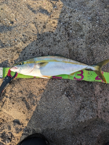 イナダの釣果