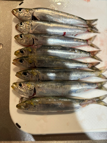 ウルメイワシの釣果