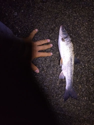 ウグイの釣果