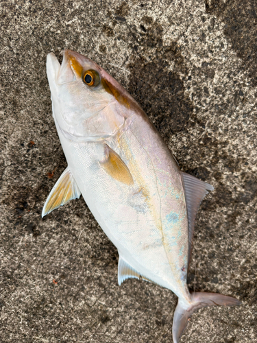 ショゴの釣果