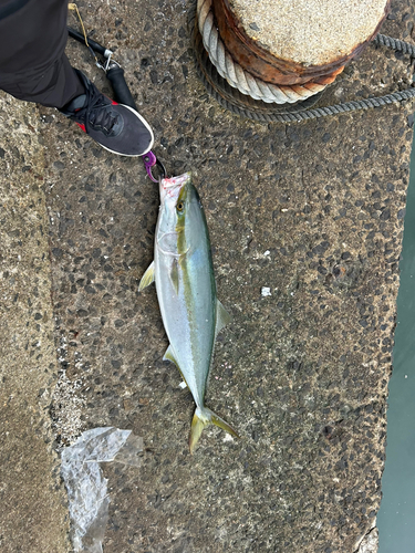 ブリの釣果