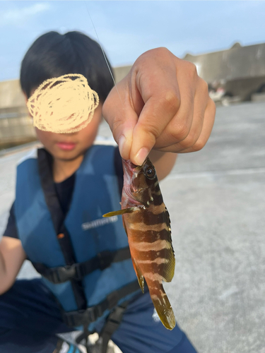 マハタの釣果