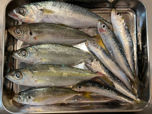 アジの釣果