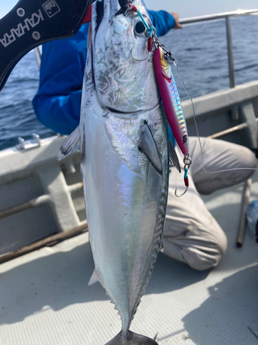 カツオの釣果