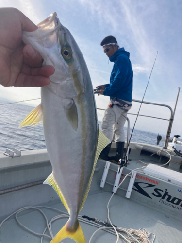 イナダの釣果