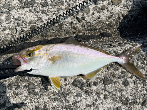 シオの釣果