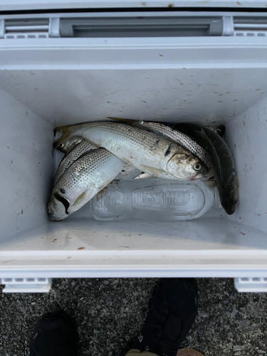 コノシロの釣果